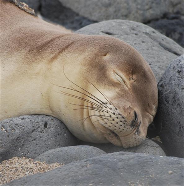 Scientists Gather on Molokai to Study Monk Seals